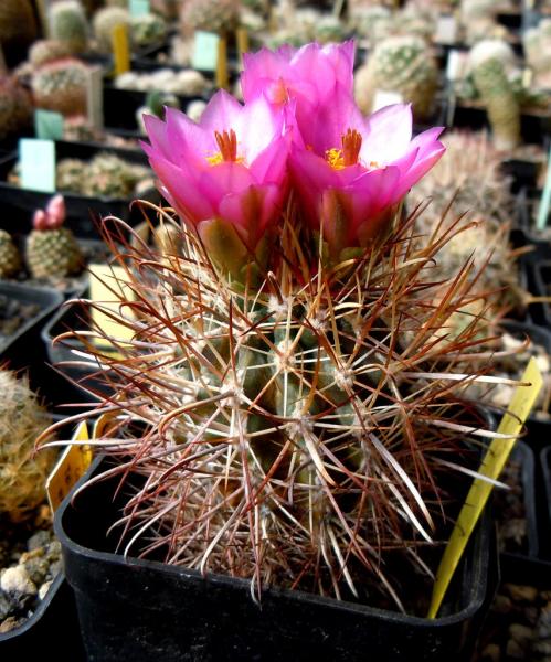 sclerocactus parviflorus1.JPG