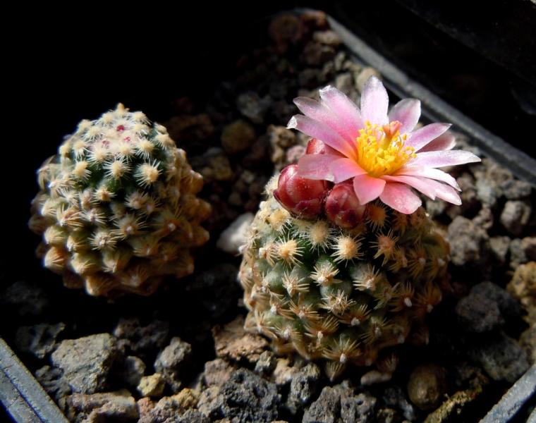 pediocactus knowltonii.JPG