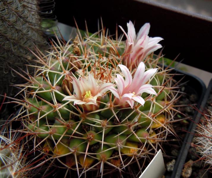 mammillaria roseoalba.JPG