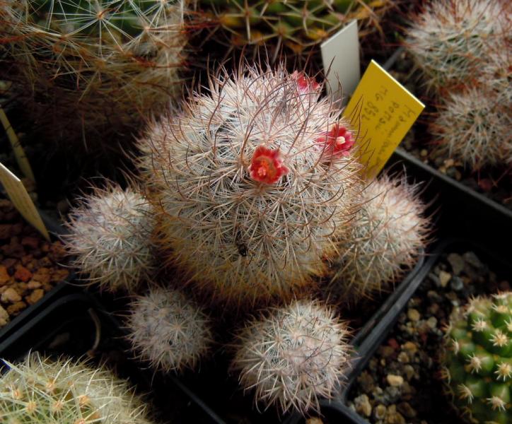 mammillaria pottsii.JPG