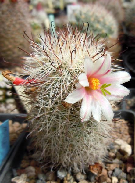 mammillaria estebanensis.JPG