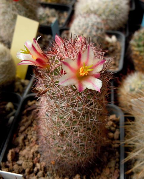 mammillaria dioica.JPG