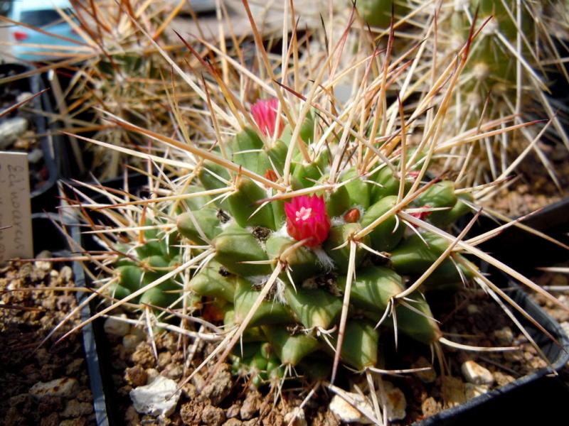 mammillaria centralifera.JPG