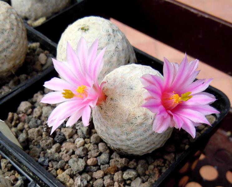 mammillaria herrerae.JPG