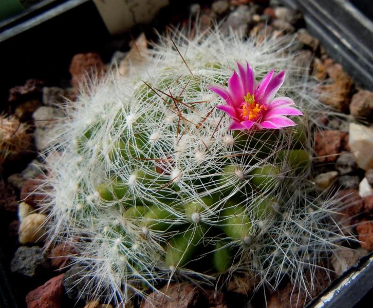 mammillaria kraehenbuehlii.JPG