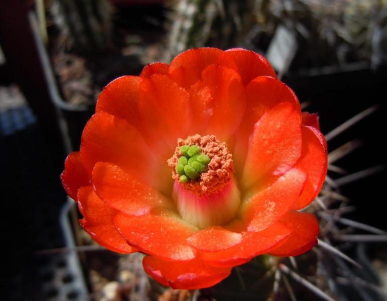 echinocereus triglochidiatus var gonacanthus3.JPG