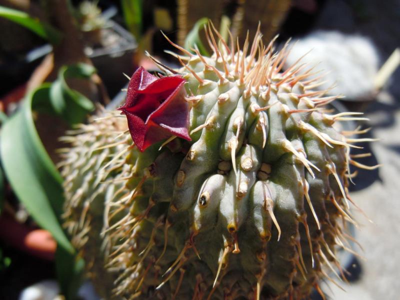 hoodia officinalis.JPG