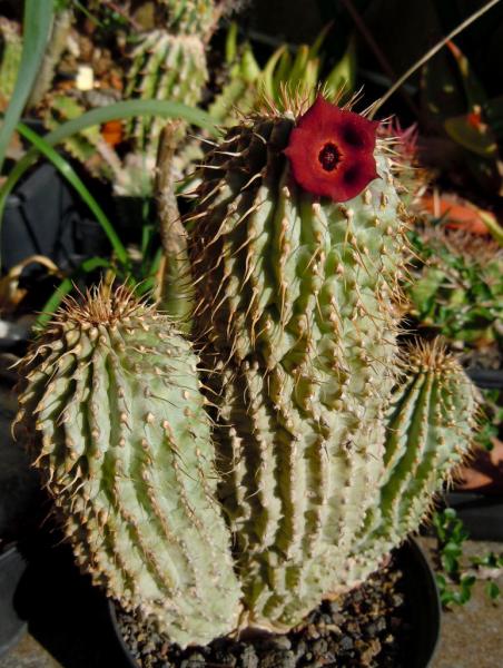 hoodia officinalis1.JPG