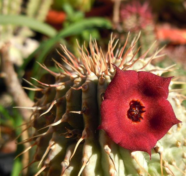 hoodia officinalis2.JPG