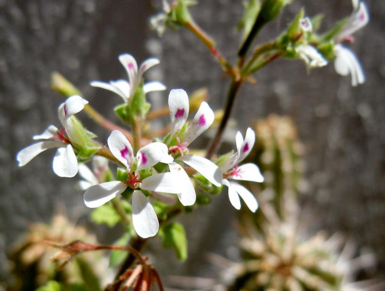 pelargonium odoratissimum.JPG