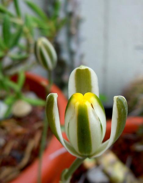 albuca humilis0.JPG