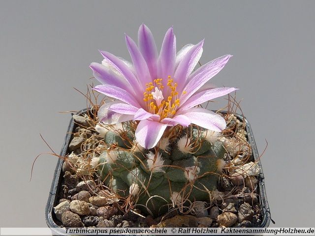 51_Turbinicarpus_pseudomacrochele.JPG