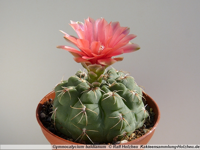 63_Gymnocalycium_baldianum.JPG