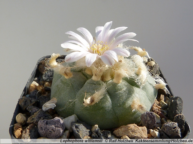 67_Lophophora_williamsii.JPG