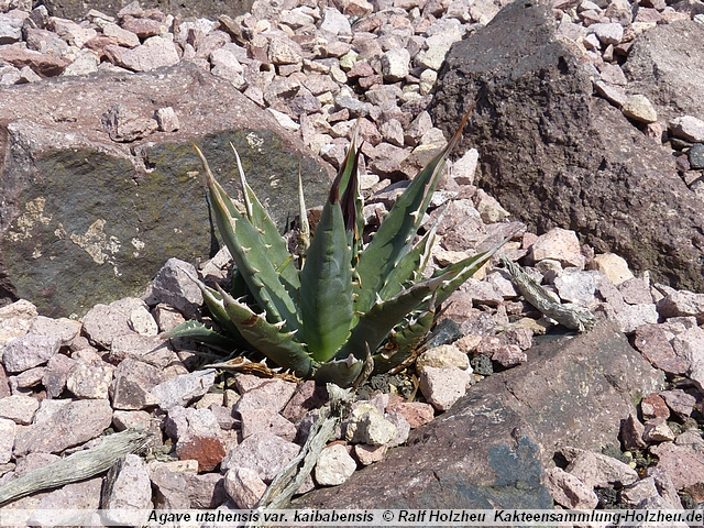 29_Agave_utahensis_var._kaibabensis.JPG