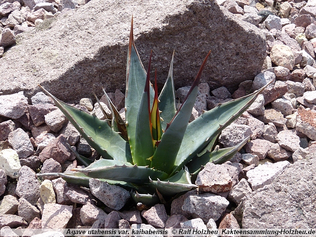 30_Agave_utahensis_var._kaibabensis.JPG