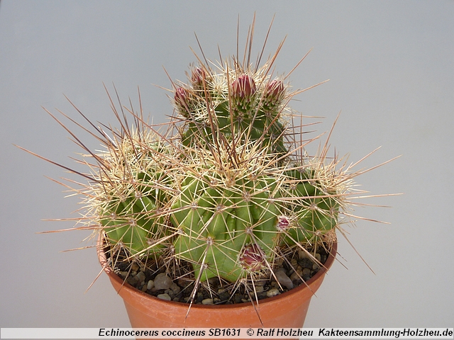 32_Echinocereus_coccineus_SB1631.JPG