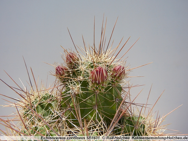 33_Echinocereus_coccineus_SB1631.JPG