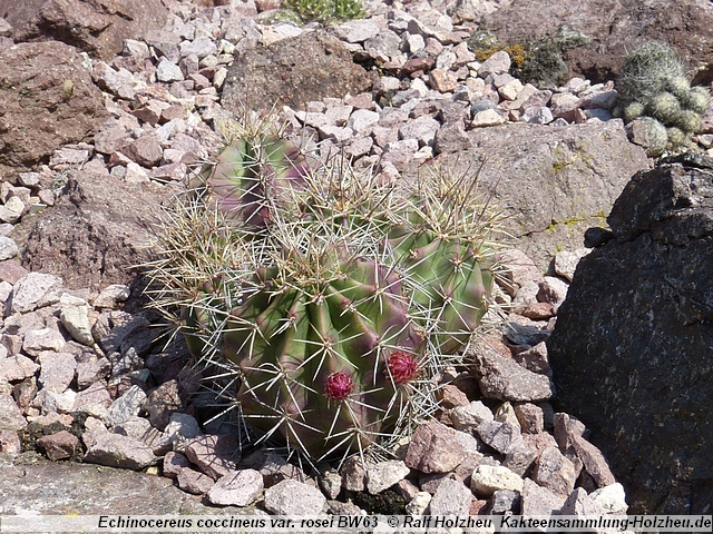 34_Echinocereus_coccineus_ssp._rosei_BW63.JPG