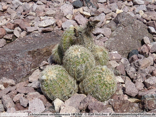 35_Echinocereus_oklahomensis_HK1844.JPG