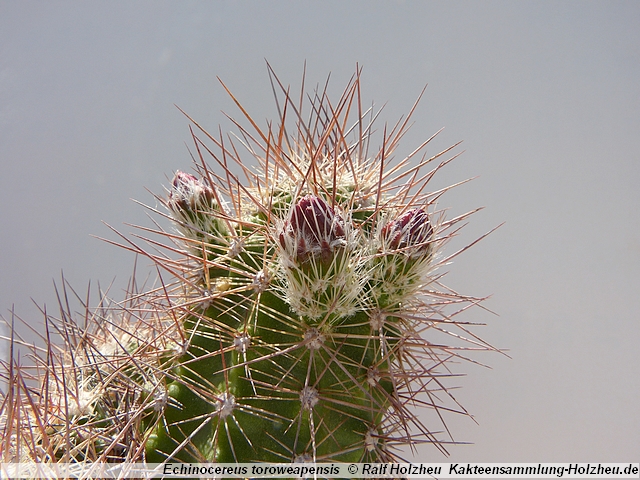 38_Echinocereus_toroweapensis.JPG