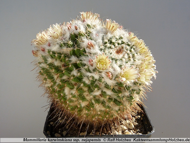 75_Mammillaria_karwinskiana_ssp._nejapensis.JPG