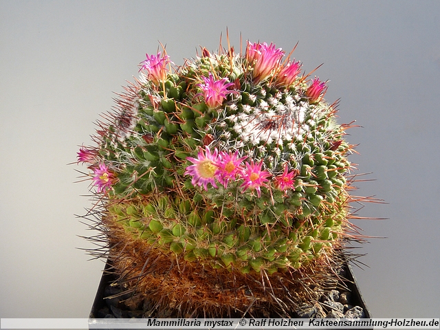 77_Mammillaria_mystax.JPG