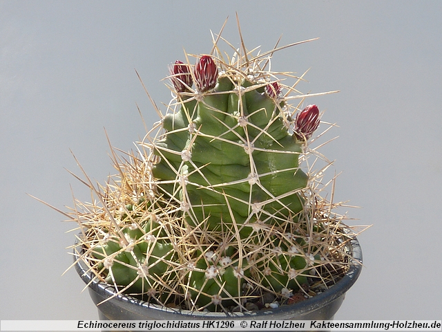 39_Echinocereus_triglochidiatus_HK1296.JPG