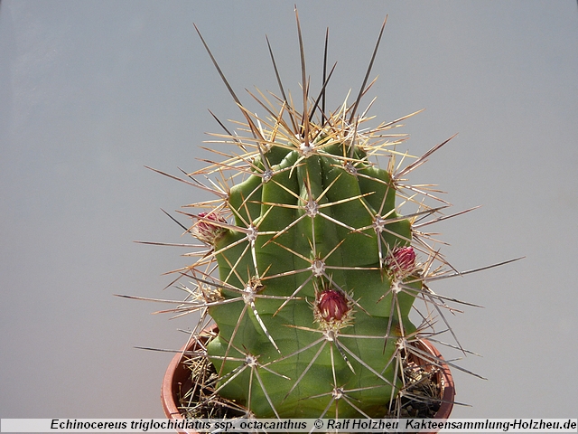 41_Echinocereus_triglochidiatus_ssp._octacanthus.JPG