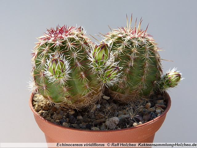 42_Echinocereus_viridiflorus.JPG