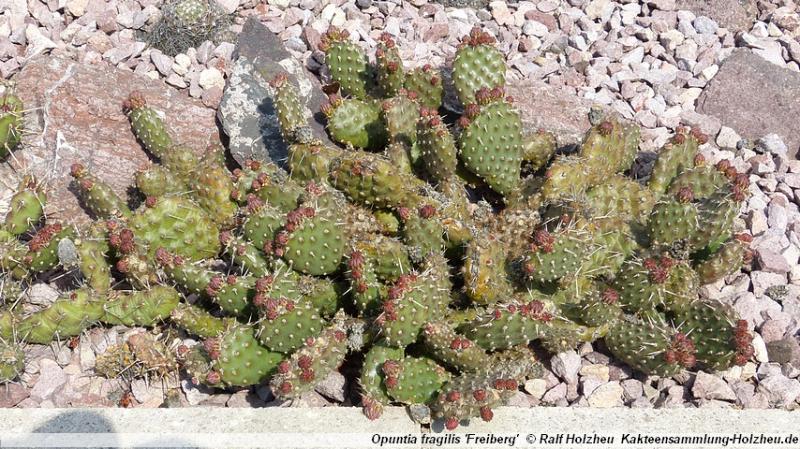 48_Opuntia_fragilis_'Freiberg'.JPG