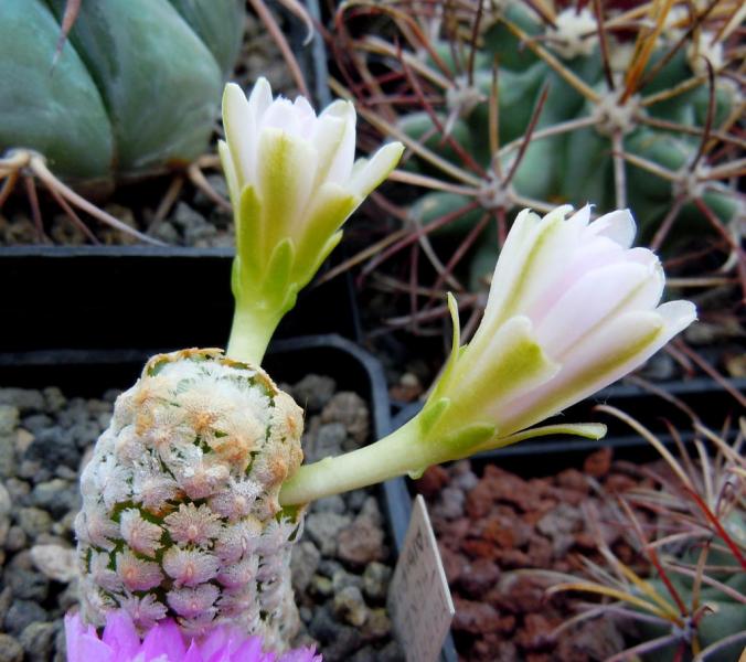 mammillaria theresae albiflora.JPG