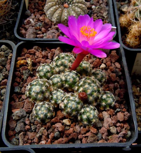 mammillaria saboae.JPG