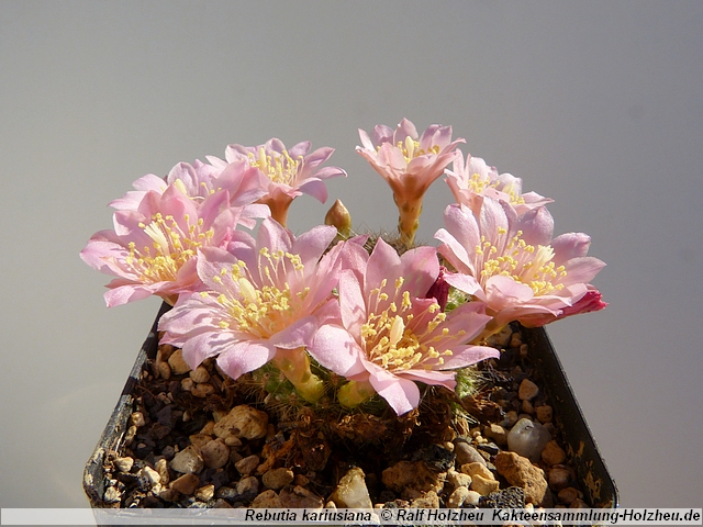 83_Rebutia_kariusiana.JPG