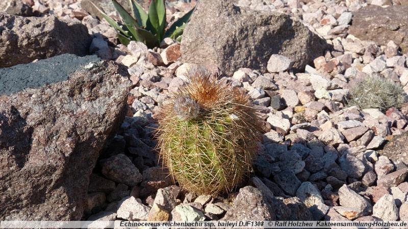 104_Echinocereus_reichenbachii_ssp._baileyi_DJF1308.JPG