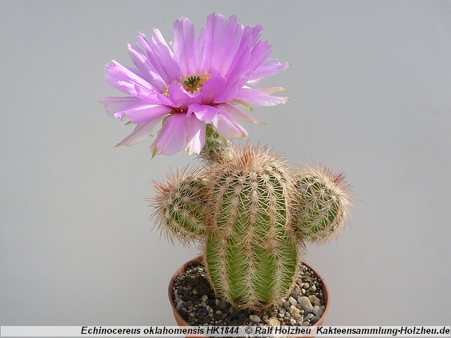 110_Echinocereus_oklahomensis_HK1844.JPG