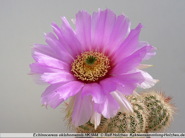 111_Echinocereus_oklahomensis_HK1844.JPG