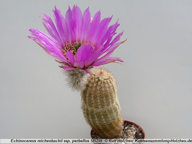 116_Echinocereus_reichenbachii_ssp._perbellus_SB259.JPG