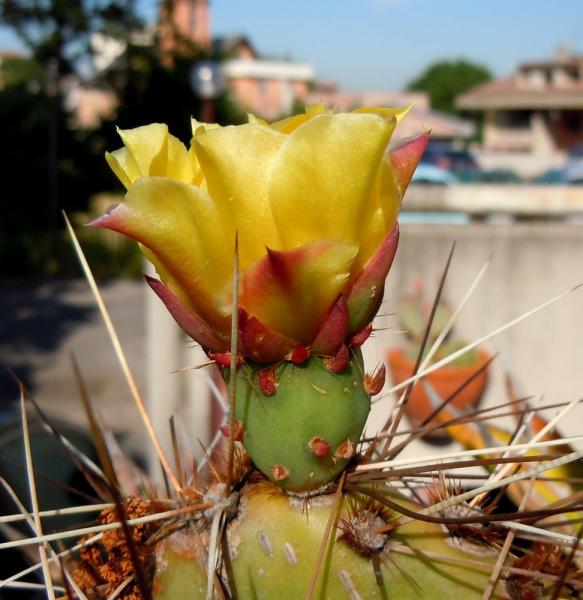 opuntia phaeacantha var longispina1.JPG