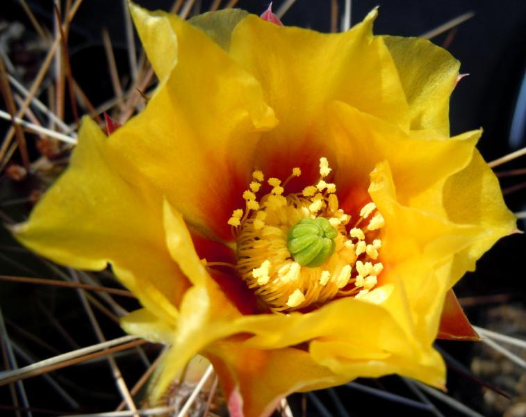 opuntia phaeacantha var longispina2.JPG