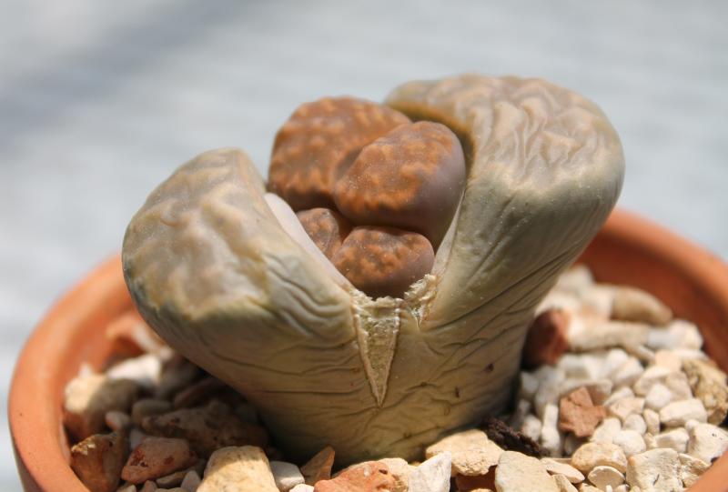 Lithops karasmontana subsp. karasmontana var. lericheana C329.jpg