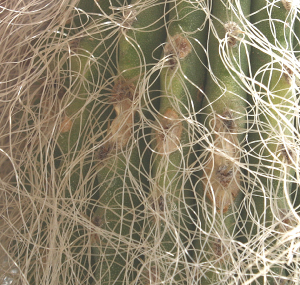 Cephalocereus_senilis04082012_detail12.JPG