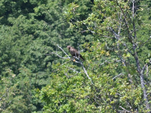 Buteo buteo