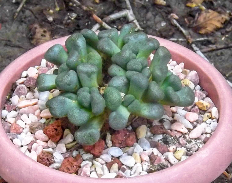 My Aloinopsis Schooneesii. I bought it a few weeks ago and it seems to love living in my south facing kitchen window with a number of other plants.