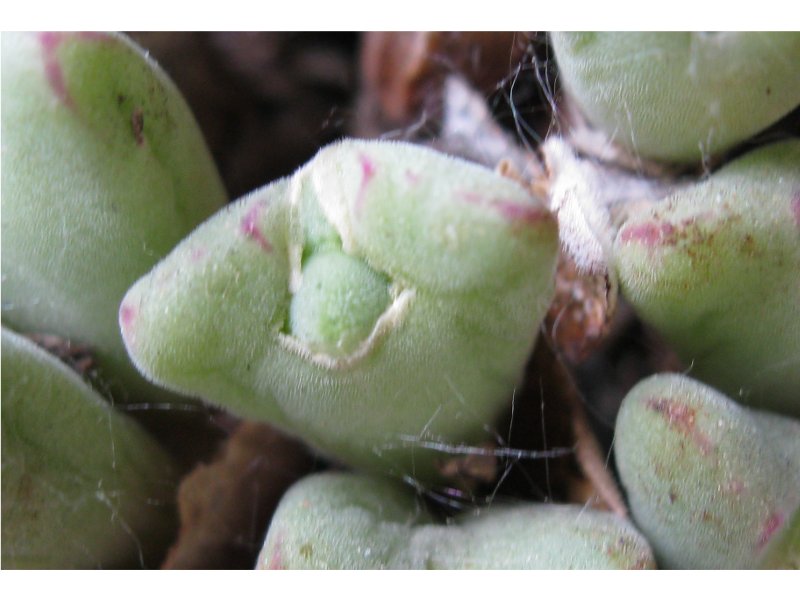 Conophytum velutinum ssp polyandrum_2014_giu_split_1427f.jpg