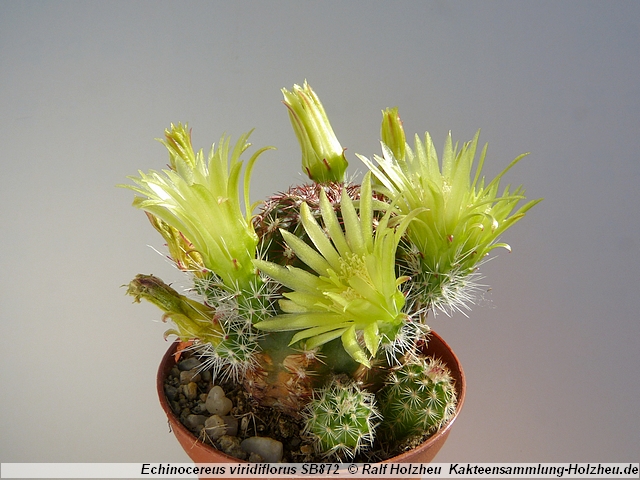 120_Echinocereus_viridiflorus_SB872.JPG