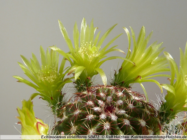 121_Echinocereus_viridiflorus_SB872.JPG