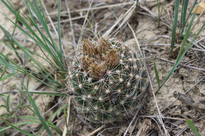 Escobaria vivipara