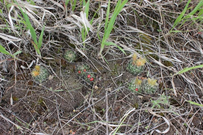 Escobaria missourensis