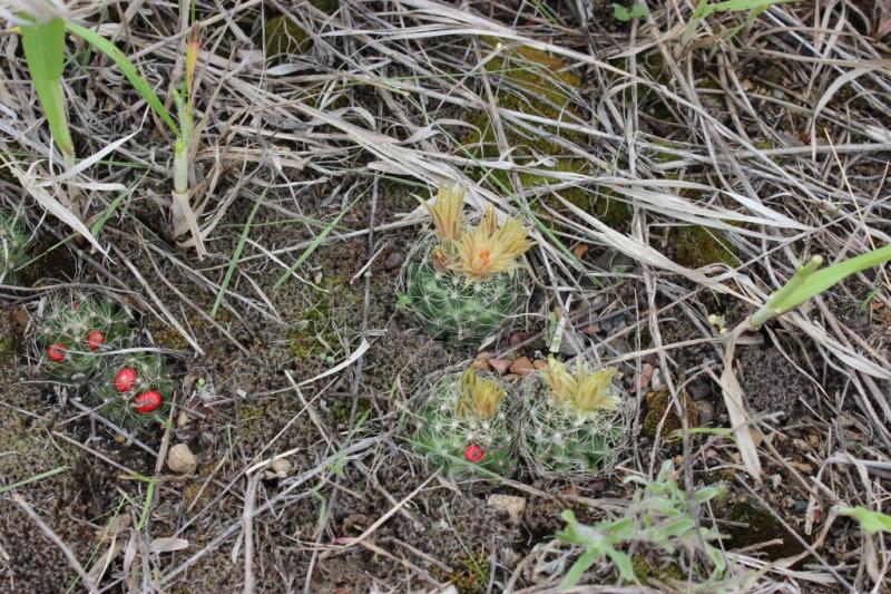 Escobaria missourensis